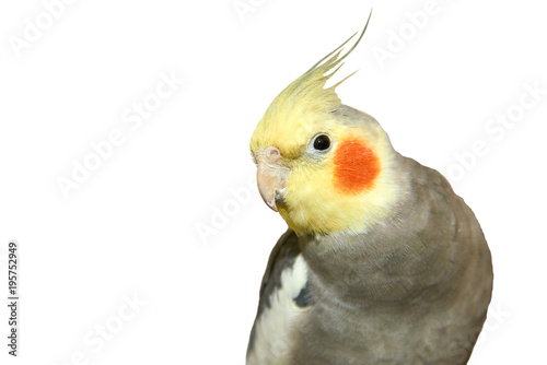 Cockatiel on a white background. The cockatiel, also known as the quarrion, is a bird that is a member of the cockatoo. The cockatiel is the only member of the genus Nymphicus. photo