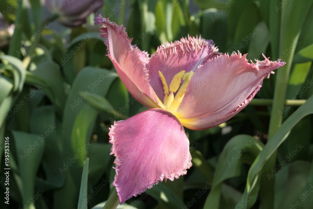 Fototapeta premium tulip