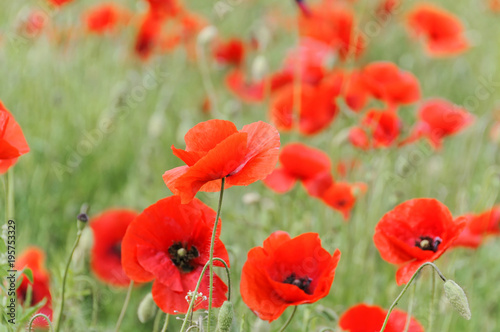 Mohnblumen  Klatschmohn  Papaver rhoeas  auf einer Wiese  Baden W  rttemberg  Deutschland  Europa