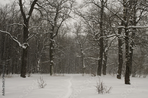 winter landscape with a heavy snowfall 