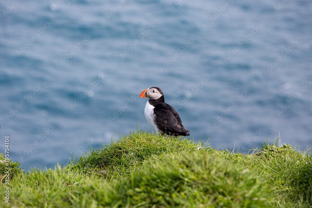 Fototapeta premium Isole Faroe.pulcinella di mare, putin