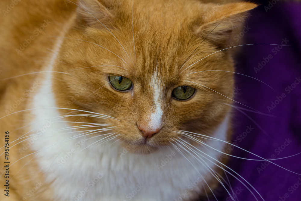 Portrait of green eyed domestic ginger cat against purple background with alert ears