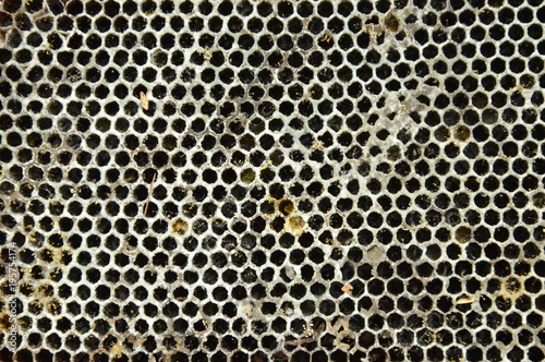 dead bee nest dropping on ground background and texture