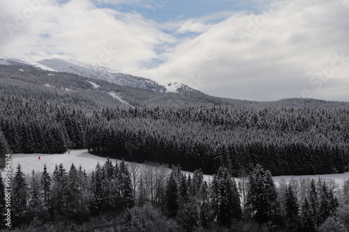 Auvergne-Rhône-Alpes - Isère - Villard-de-Lans - Forêt de sapins dans la neige