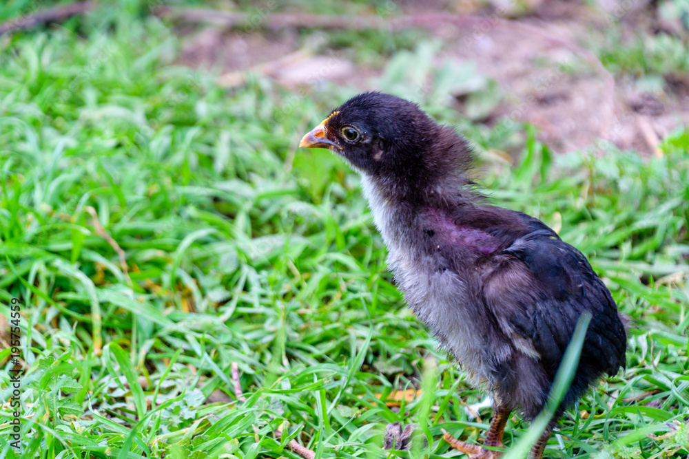 Chick Chick