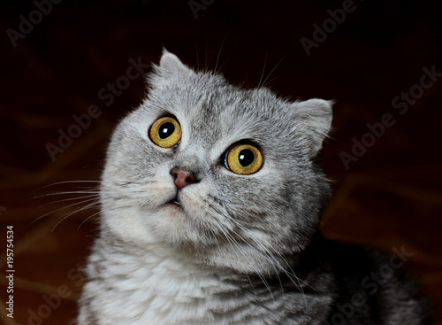 cat with expressive eyes