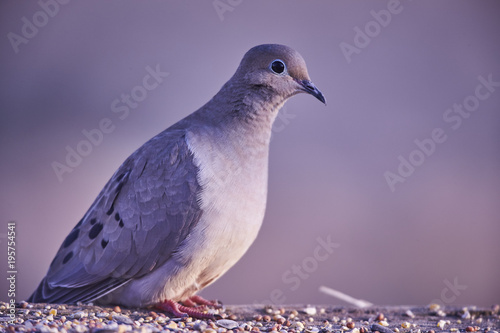 morning dove eating