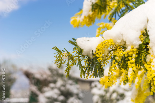 Photos Mimosa, Fiore, Neve, Primavera