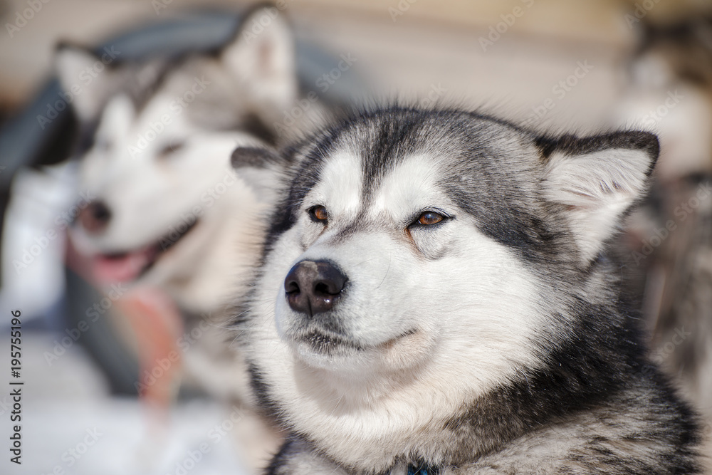 Dog from a sled harness with a shallow depth of field