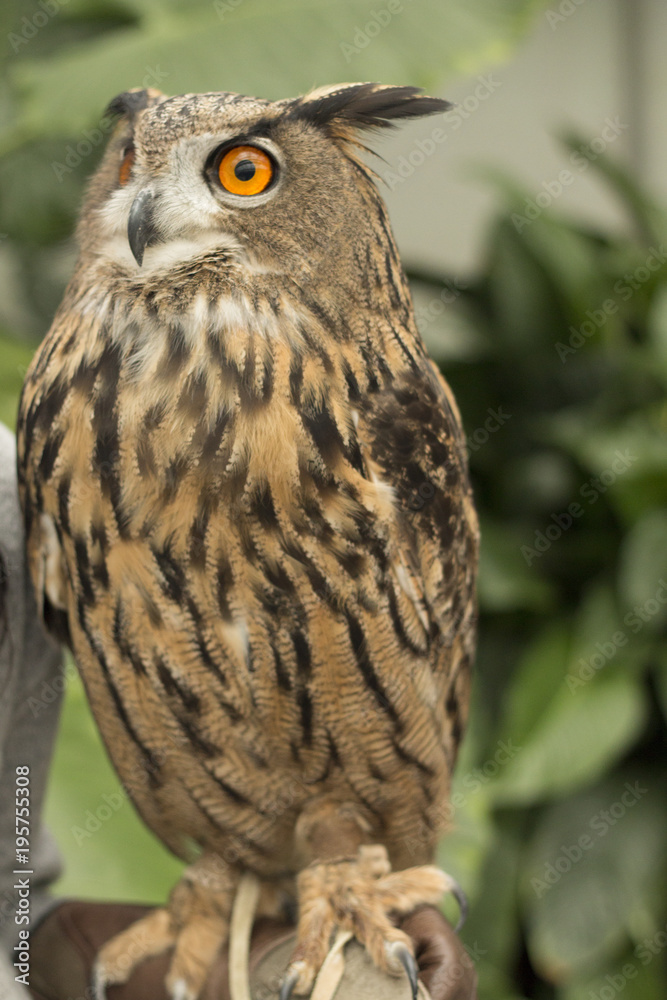 Fototapeta premium Eurasian eagle owl