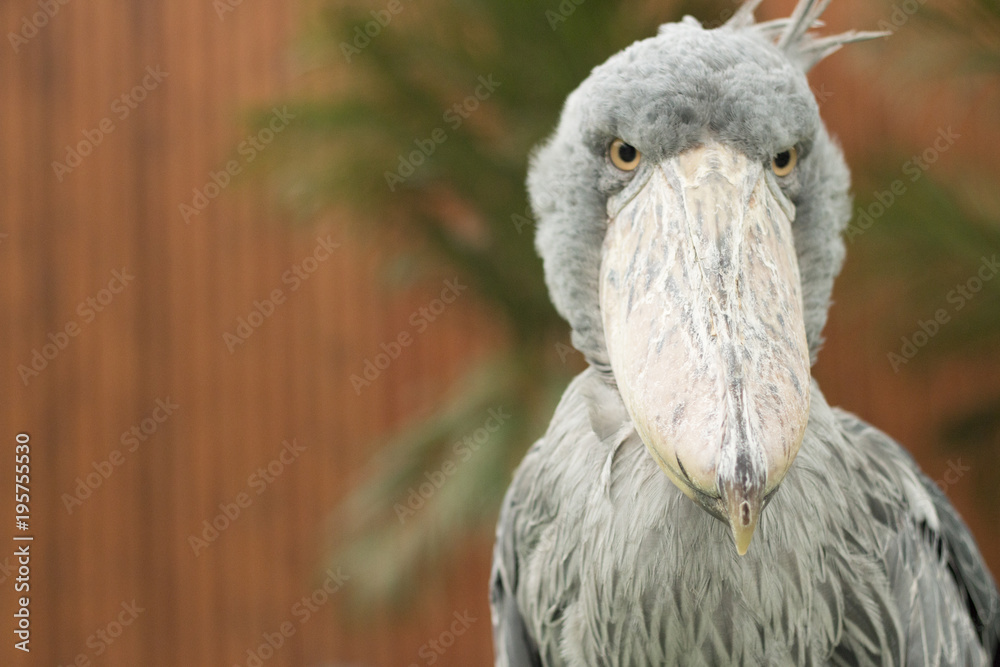 Obraz premium shoebill