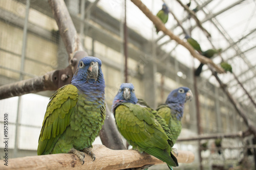 blue and green true parrots photo