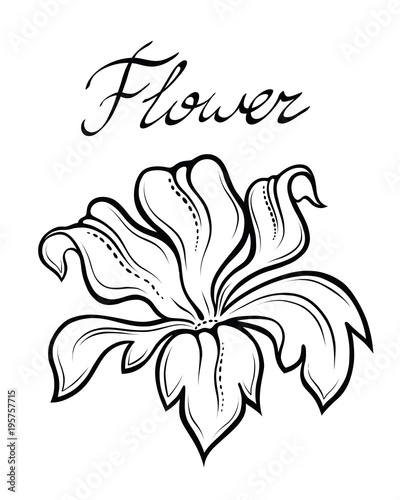Vector decorative  summer flower. Linear illustration isolated on white.