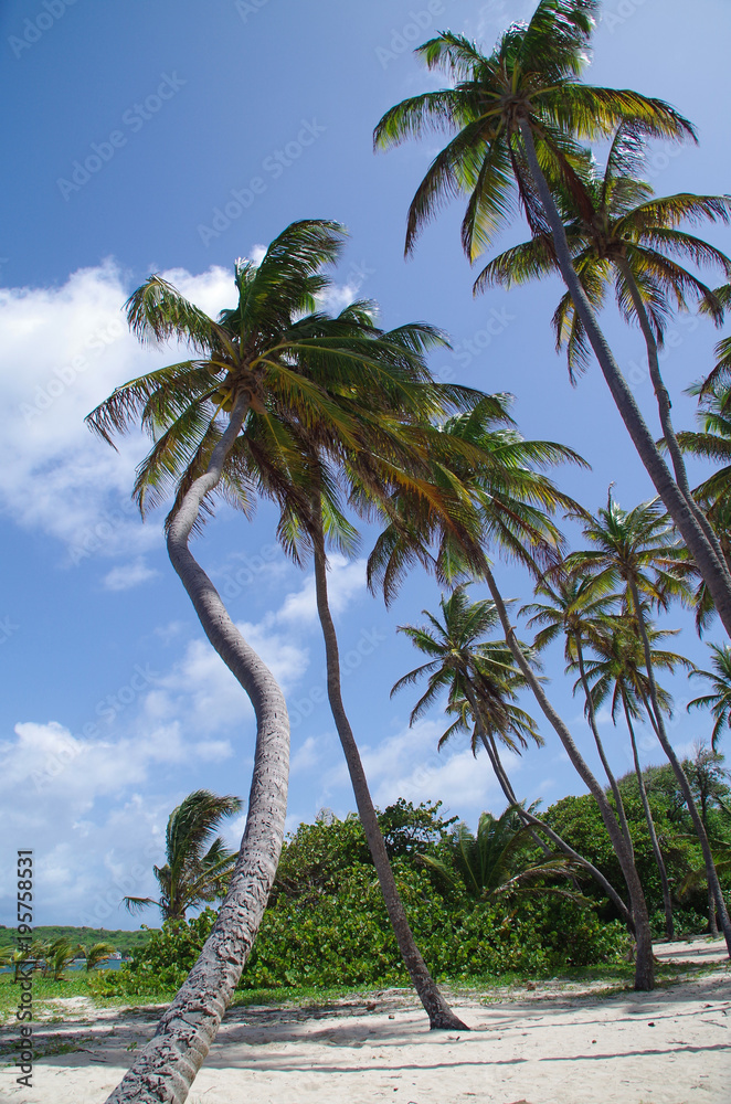 Cocotiers sur le litoral de la Martinique