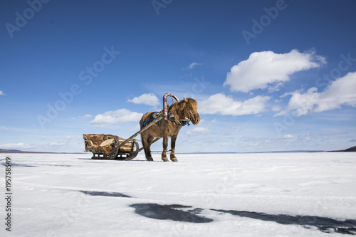 horse and a sledge on a frozen lake in northern Mongolia