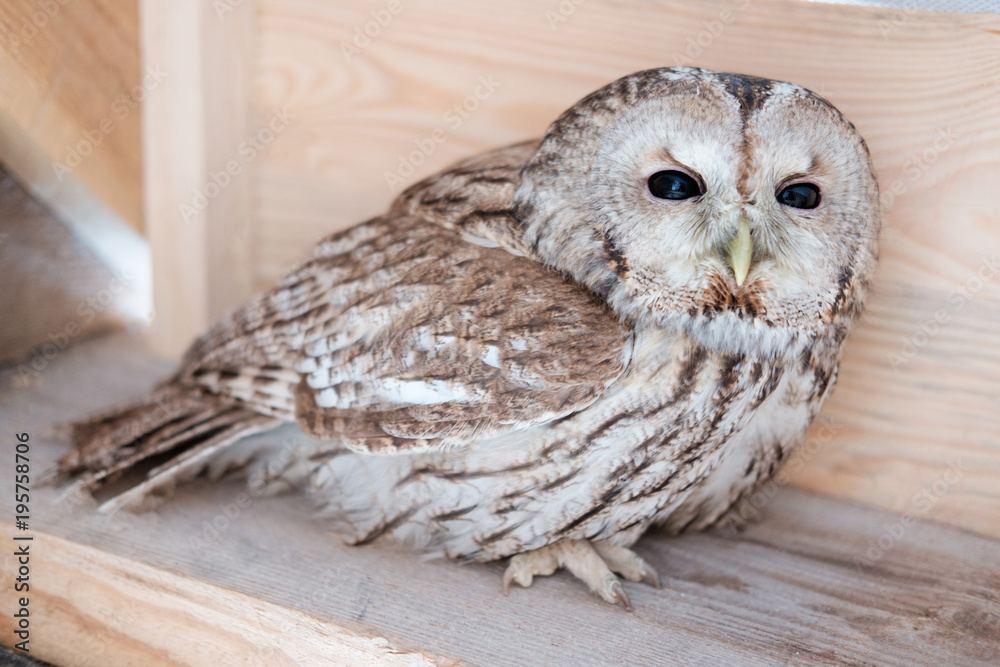 Fototapeta premium owl sit on wooden plank