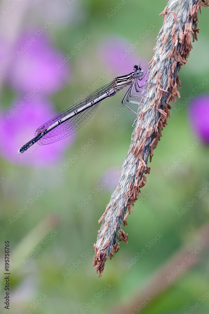 Dragonfly