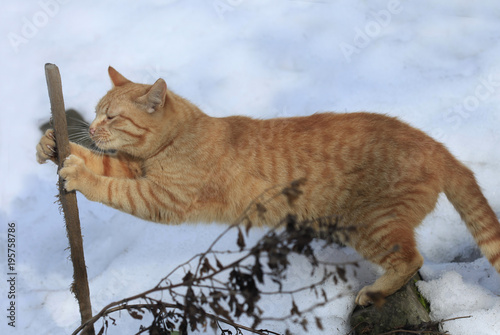 red cat in spring © olena