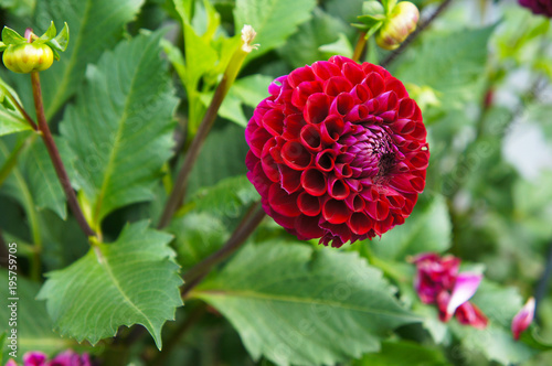 Fototapeta Naklejka Na Ścianę i Meble -  Dahlia pompon red flower with green