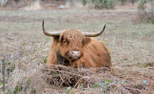 Vache de la race "Highland Cattle"