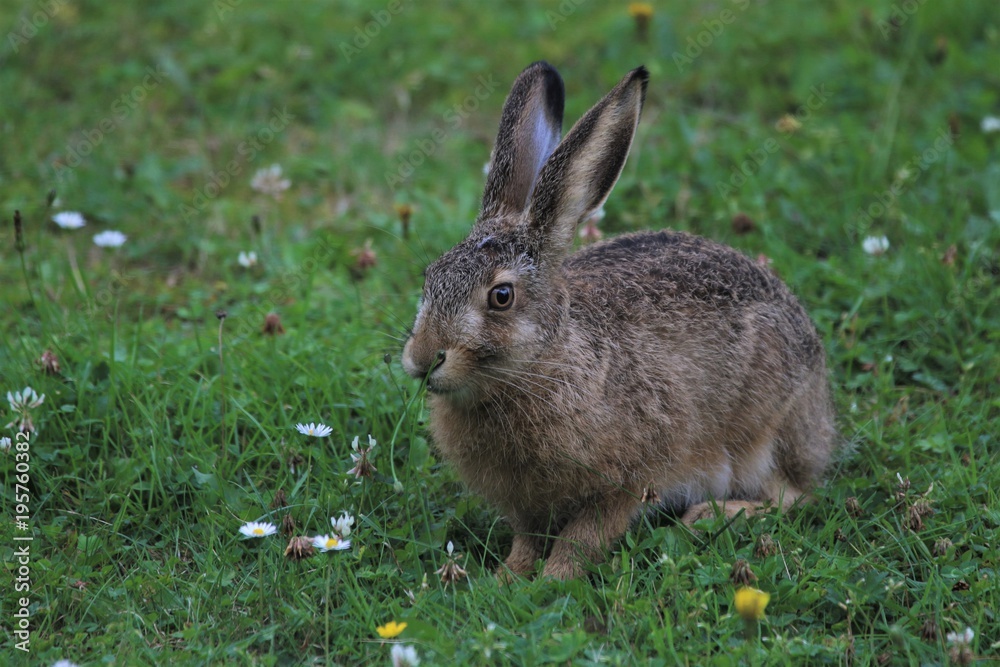 Fototapeta premium süßer junger Hase, Feldhase, Lepus europaeus