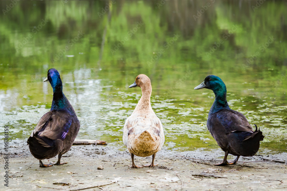 Ducks in a row