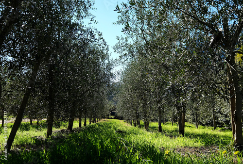 olive grove orchard