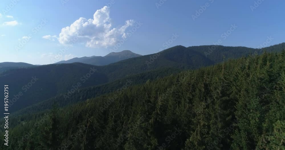 Fir tree forest over mountains seen from above Fir tree forest over mountains seen from above