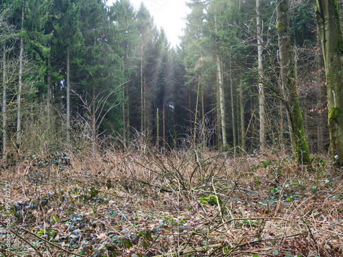 Waldlichtung