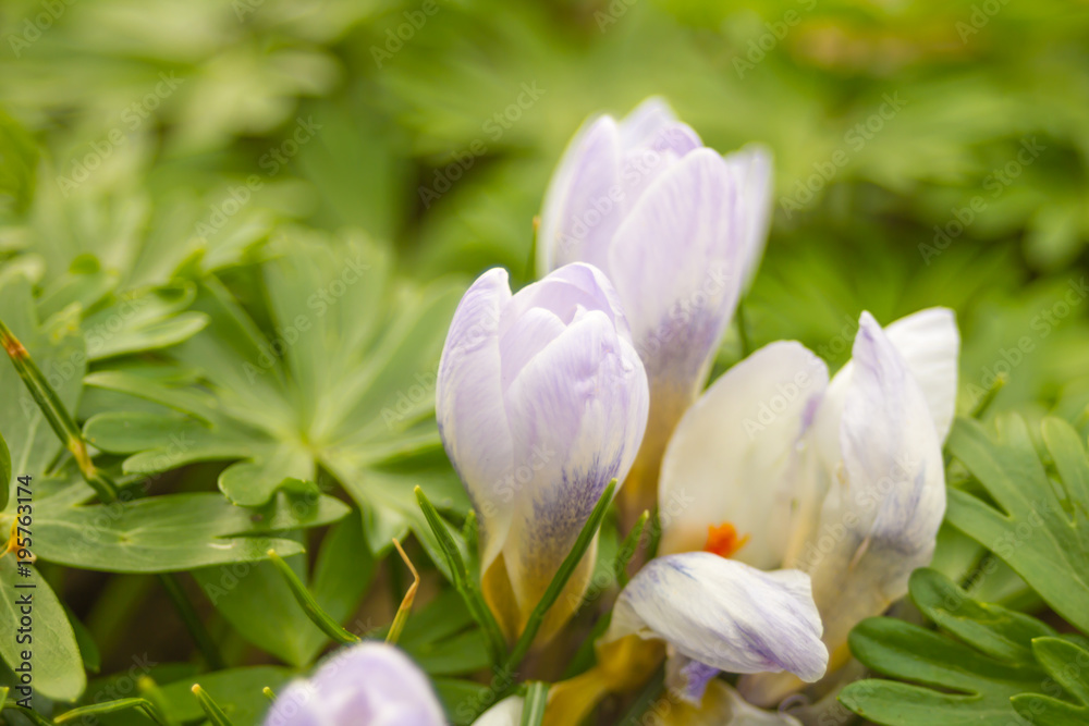 Crocus, plural crocuses or croci is a genus of flowering plants in the iris family. A single crocus, a bunch of crocuses, a meadow full of crocuses, close-up crocus Crocus, plural crocuses or croci is a genus of flowering plants in the iris family. A single crocus, a bunch of crocuses, a meadow full of crocuses, close-up crocus