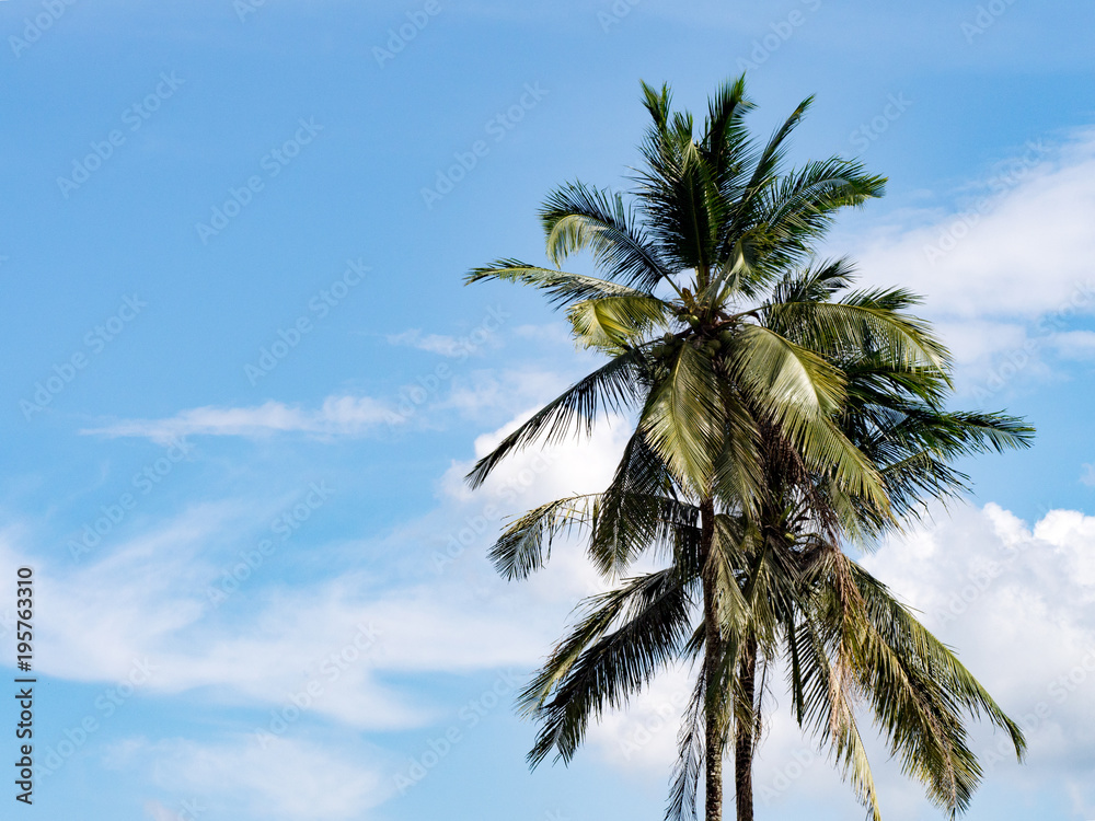 Obraz premium Coconut palm tree against with blue sky and white cloud.