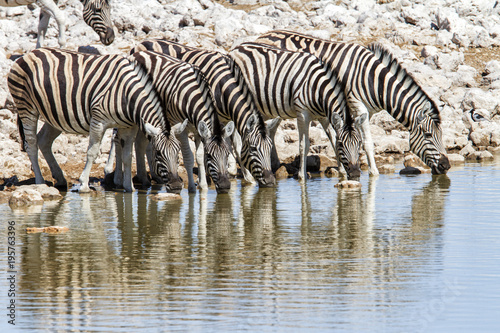 Zebra herd drinking at Okaukejo waterhole in Etosha National Park in NAmibia