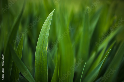 Green Plant