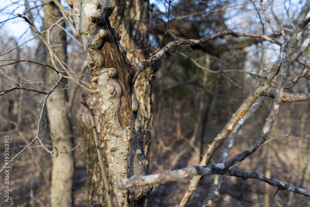 Unusual tree trunk in the spring Texas forest on a sunny afternoon Unusual tree trunk in the spring Texas forest on a sunny afternoon