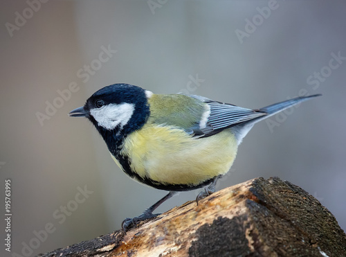 Garden bird Great tit (Parus major). sitting on a branch. natural background © dpVUE .images