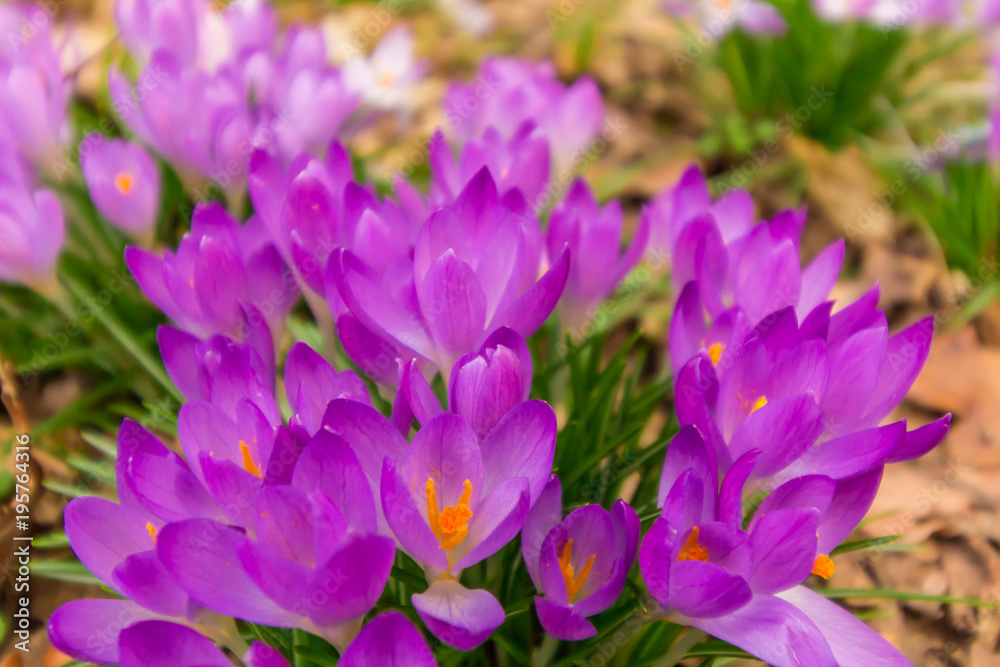 Crocus, plural crocuses or croci is a genus of flowering plants in the iris family. A single crocus, a bunch of crocuses, a meadow full of crocuses, close-up crocus Crocus, plural crocuses or croci is a genus of flowering plants in the iris family. A single crocus, a bunch of crocuses, a meadow full of crocuses, close-up crocus