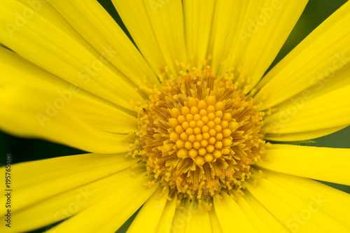 Makro einer gelben Blume