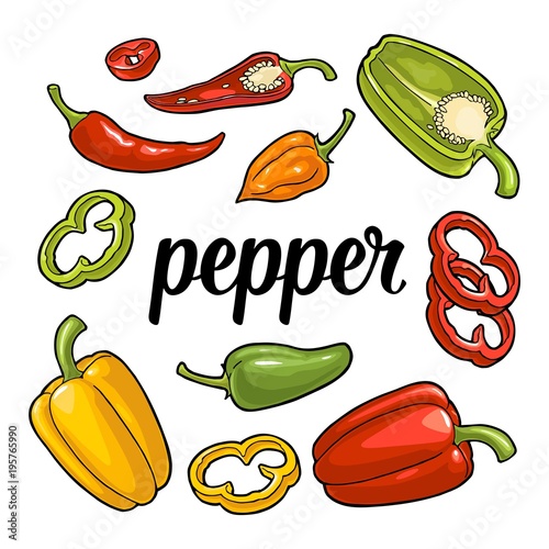 Whole, half , slice different types of pepper. Sweet bell, chilli, habanero and jalapeno. Vector vintage engraving