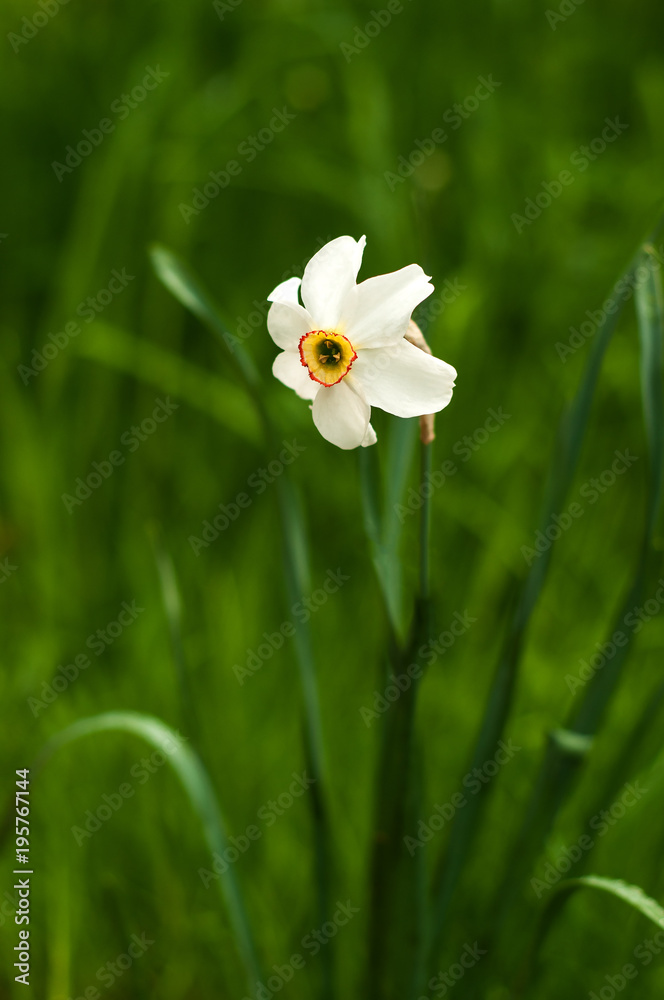 Image of white daffodil with yellow trumpet with selective focus. White daffodil on the green background. White blossoming narcissus. Image of white daffodil with yellow trumpet with selective focus. White daffodil on the green background. White blossoming narcissus.