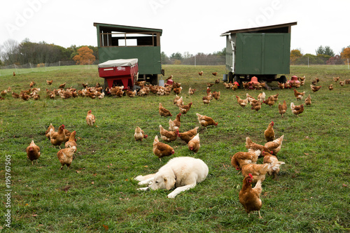 Chicken farm