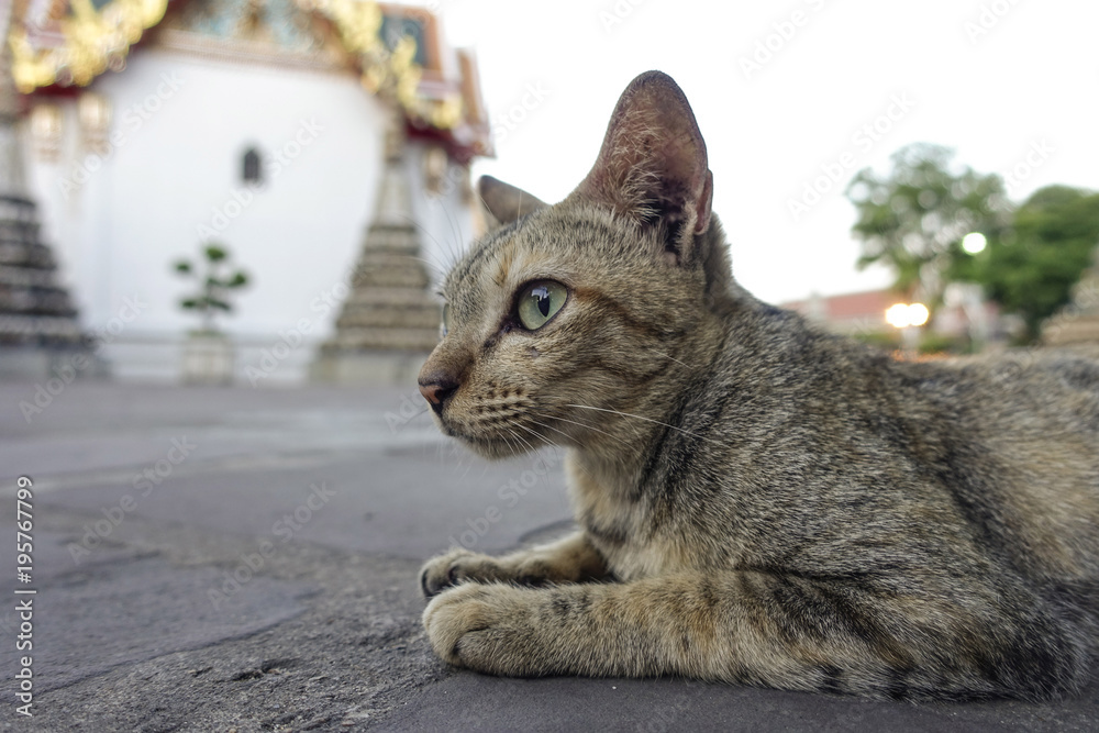 Obraz premium Cat at wat Po Temple, Thailand