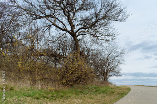 Concrete path in the spring Texas park