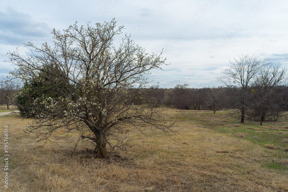 The first flowers on a tree in the spring Texas park The first flowers on a tree in the spring Texas park