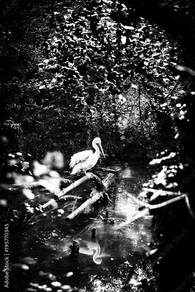 Obraz premium White Heron in a stream in the forest.