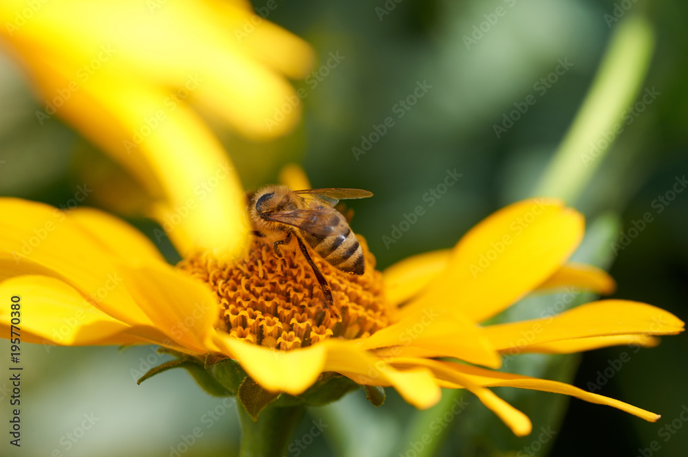 Bees store honey dew from yellow chrysanthemum flower in garden. Insect's lunch/Bee on flower collecting nectar. Honey bee on yellow diasy Bees store honey dew from yellow chrysanthemum flower in garden. Insect's lunch/Bee on flower collecting nectar. Honey bee on yellow diasy