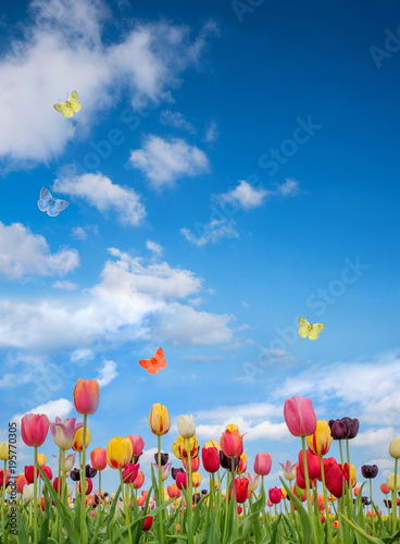 Tulpenblüte im Mai, blauer Himmel mit Wolken und Schmetterlingen, Hochformat
