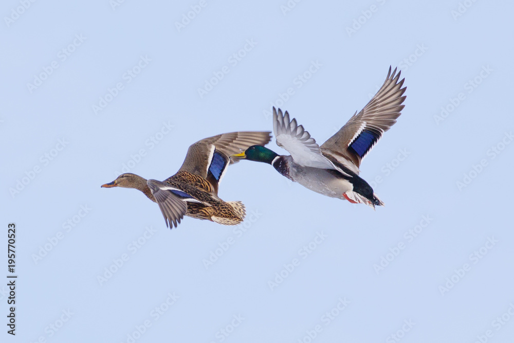 Obraz premium A wild duck, shot close-up, flies over a snow-covered winter lake.