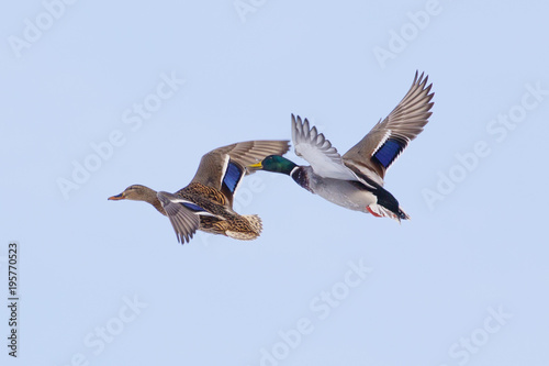 A wild duck, shot close-up, flies over a snow-covered winter lake.