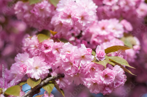 Hanami or sakura season in Uzhgorod in Ukraine. Fresh sakura or cherry as abstract blurred background.