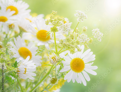 Fototapeta Naklejka Na Ścianę i Meble -  Wildflowers on the summer meadow